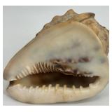 Collection of Assorted Seashells with Large Cowrie Shell