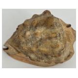 Collection of Assorted Seashells with Large Cowrie Shell