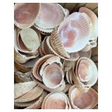 Collection of Assorted Seashells with Large Cowrie Shell