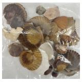 Collection of Assorted Seashells with Large Cowrie Shell