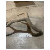 Antler