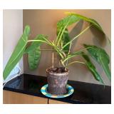 DR - Philodendron Houseplant