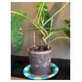 DR - Philodendron Houseplant
