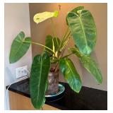 DR - Philodendron Houseplant
