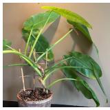 DR - Philodendron Houseplant