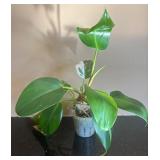 DR - Philodendron Houseplant