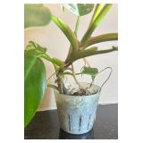 DR - Philodendron Houseplant