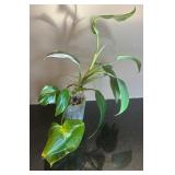 DR - Philodendron Houseplant
