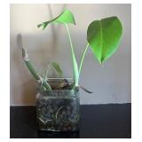 DR - Monstera Deliciosa Cutting in Hydroponic Glass Jar