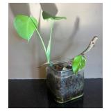 DR - Monstera Deliciosa Cutting in Hydroponic Glass Jar