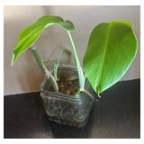 DR - Monstera Deliciosa Cutting in Hydroponic Glass Jar