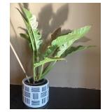 DR - Variegated Philodendron Jungle Boogie in Decorative Ceramic Pot