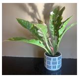 DR - Variegated Philodendron Jungle Boogie in Decorative Ceramic Pot