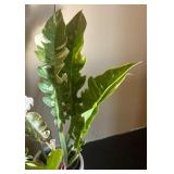 DR - Variegated Philodendron Jungle Boogie in Decorative Ceramic Pot