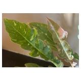 DR - Variegated Philodendron Jungle Boogie in Decorative Ceramic Pot