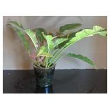 DR - Syngonium Pink Splash Arrowhead Plant