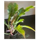 DR - Syngonium Pink Splash Arrowhead Plant