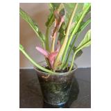 DR - Syngonium Pink Splash Arrowhead Plant