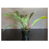 DR - Syngonium Pink Splash Arrowhead Plant