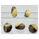Septarian Palmstone Lot of 5: 261 gm./8.6 oz.