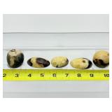 Septarian Palmstone Lot of 5: 261 gm./8.6 oz.