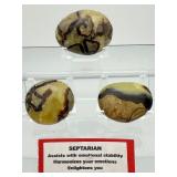 Septarian Palmstones Lot of 3: 261 gm/9.2oz.