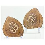 Septarian Nodule Pair 1.33 kilo/.2 lb.