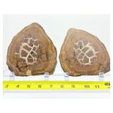 Septarian Nodule Pair 1.33 kilo/.2 lb.