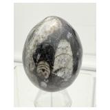 Orthocerus Fossil Lot of 3-Sphere 305 gm./10.8 oz., Egg 185 gm./6.6 oz. and Heart 53 gm./1.9 oz. Total weight of lot=550 gm/1 lb. 9 oz.