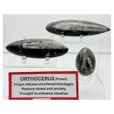 Orthocerus Fossil Polished Lot of 3: 272 gm./9.6 oz.