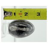 Orthocerus Fossil Polished Lot of 3: 272 gm./9.6 oz.