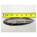 Orthocerus Fossil Polished Lot of 3: 272 gm./9.6 oz.