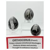 Orthocerus Fossil Lot of 3 Polished Eggs: 220 gm./7.7 oz., 157 gm./5.6 oz., 106 gm./3.8 oz.