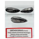 Orthocerus Fossil Lot of 3:  272gm/9.6oz