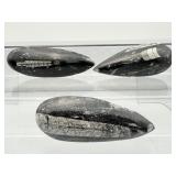 Orthocerus Fossil Lot of 3:  272gm/9.6oz