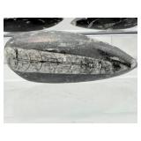 Orthocerus Fossil Lot of 3:  272gm/9.6oz