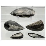 Orthocerus Fossil Lot of 5: 205 gm./7.2 oz.