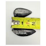 Orthocerus Fossil Lot of 5: 205 gm./7.2 oz.