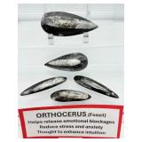 Orthocerus Fossil Lot of 5: 205gm/7.2oz.