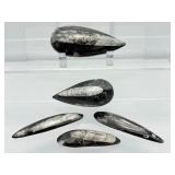 Orthocerus Fossil Lot of 5: 205gm/7.2oz.