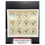 Fossil Shark Teeth (box of 10)