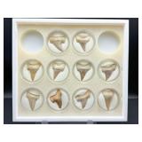 Fossil Shark Teeth (box of 10)