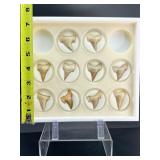 Fossil Shark Teeth (box of 10)