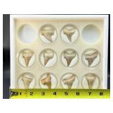Fossil Shark Teeth (box of 10)