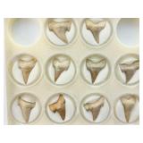 Fossil Shark Teeth (box of 10)