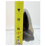 Megalodon tooth-186 gms, 6.6 ounces