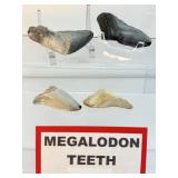 Megalodon teeth 4 in lot: 91 gm/3.2 oz.