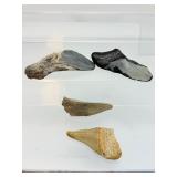 Megalodon teeth 4 in lot: 91 gm/3.2 oz.