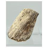 Large Palm Wood Fossil Chunk: 311gm/11oz.
