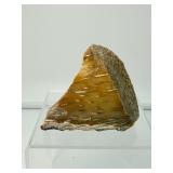 Large Palm Wood Fossil Chunk: 311gm/11oz.